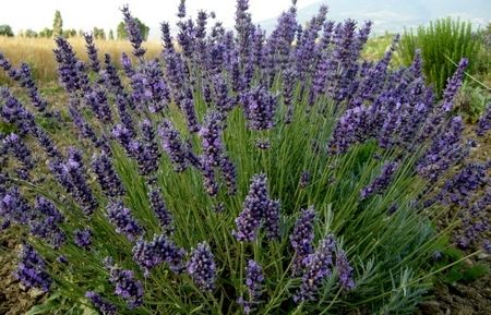 La lavanda és una planta que necessita molta llum. FOTO: Cedida