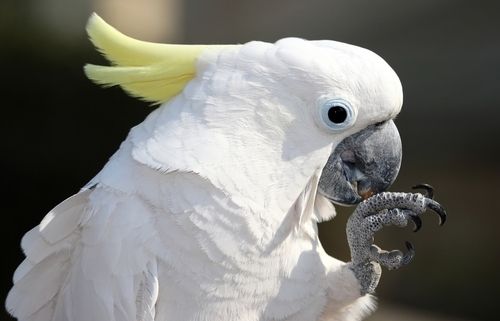La cacatua és una mascota que necessita una cura constant. FOTO: Cedida