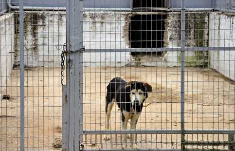 Un gos abandonat. FOTO: dimitris kolyris 