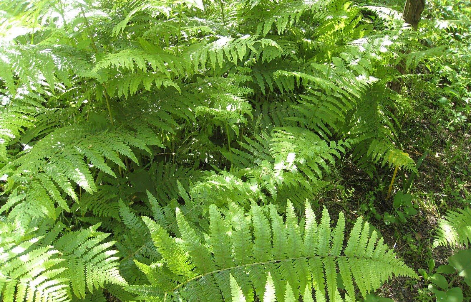 Falgueres per decorar la casa. FOTO: Cedida