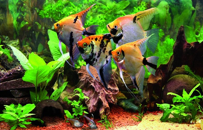 Escollir els peixos més adequats per l'aquari. FOTO: Cedida