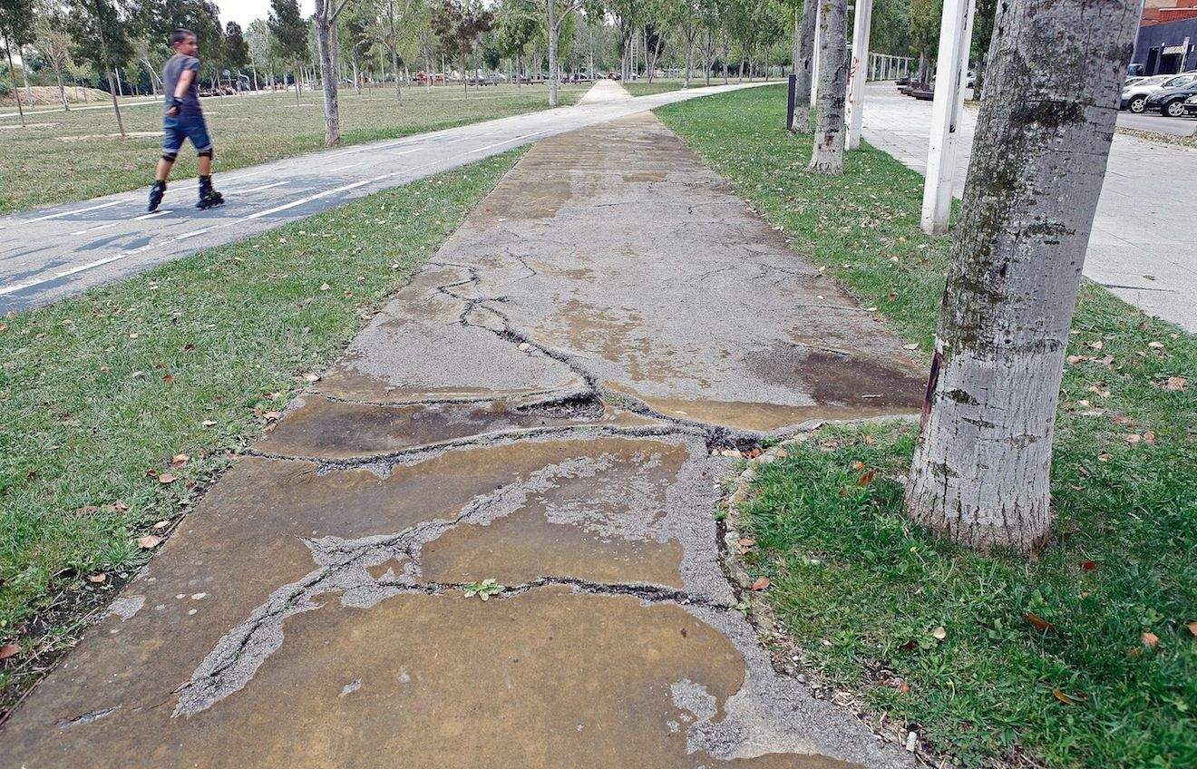 Les arrels dels arbres aixequen els carrers i les avingudes de la ciutat. FOTO: Artur RIbera