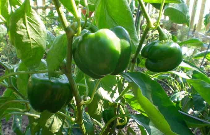 La planta del pebrot necessita molta llum i temperatures elevades. FOTO: Cedida