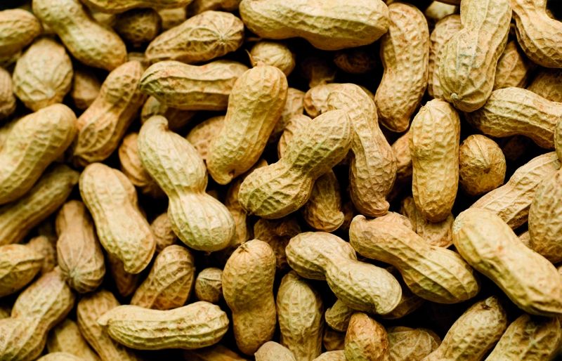 El cacauet és un aliment molt nutritiu. FOTO: Cedida