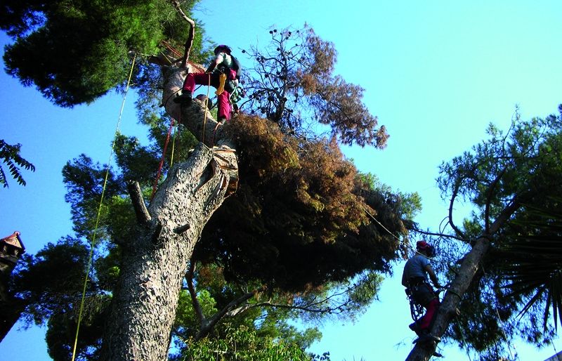 Especialistes en la cura i poda de tot tipus d'arbres