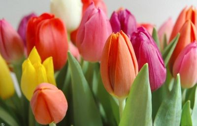 Els tulipans són un tipus de bulboses. FOTO: Cedida