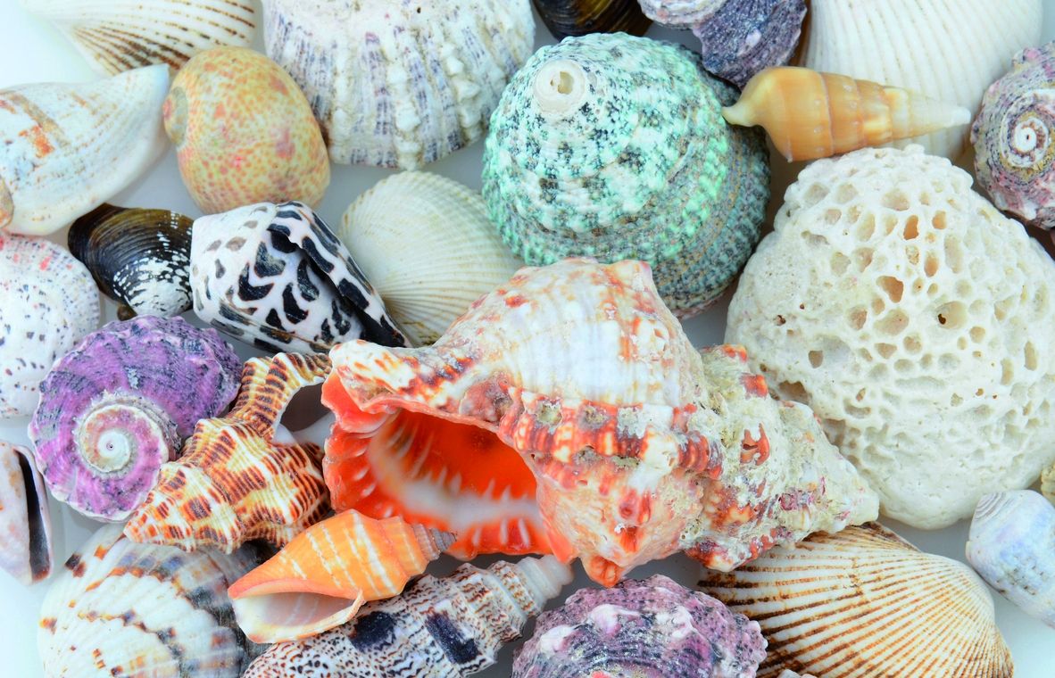 Curiositats sobre petxines i pedres de la platja. FOTO: Cedida