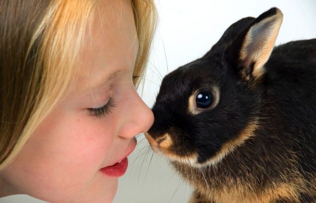 Els conills nadons, com altres mascotes, necessiten atencions perquè creixin sans. FOTO: Cedida