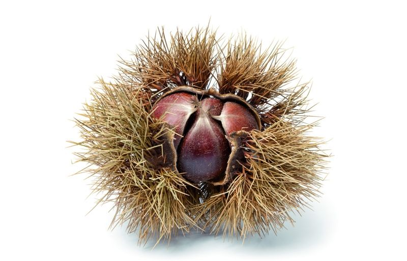 Antigament es creia que per cada castanya que es menjava, salliberava una ànima