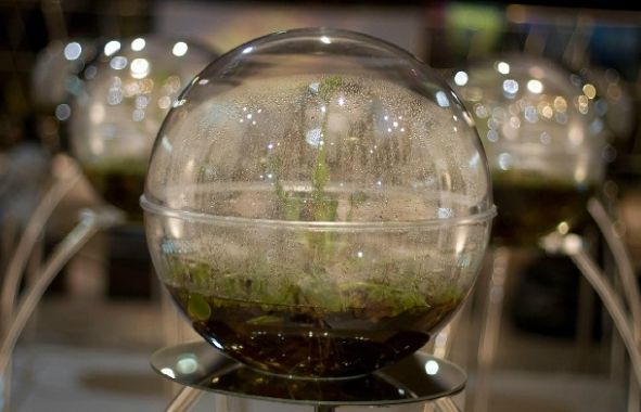 Com construir un minijardí per decorar qualsevol part de la llar. FOTO: Cedida