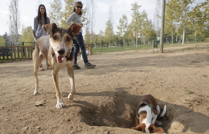 Uns gossos jugant a l'espai per a gossos del Parc de la Pollancreda FOTO: Artur Ribera 