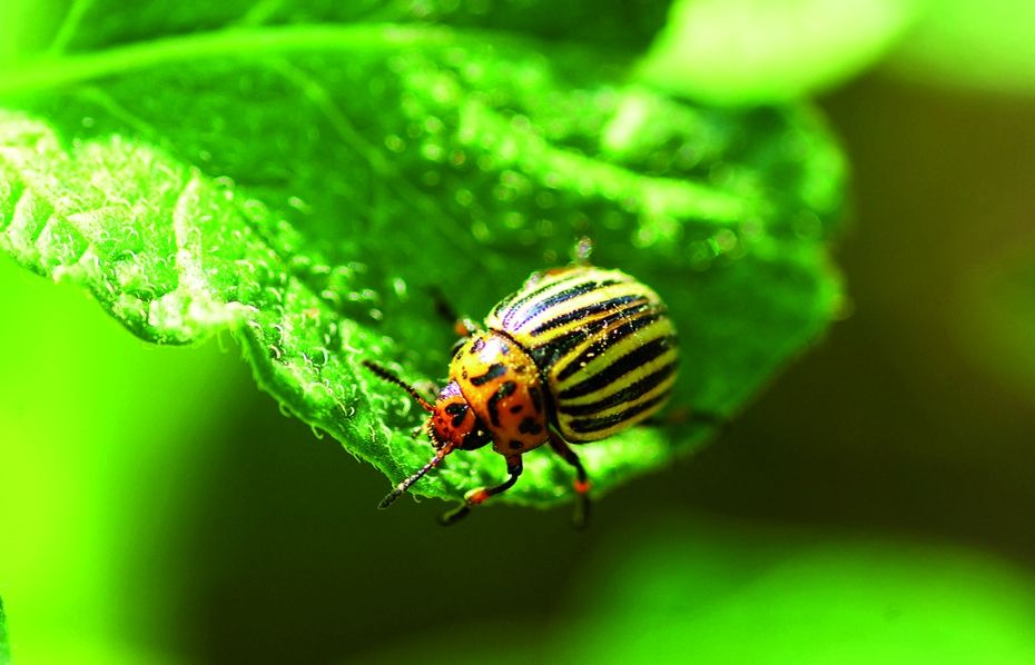 Les fulles són una part delicada de les plantes. FOTO: Cedida