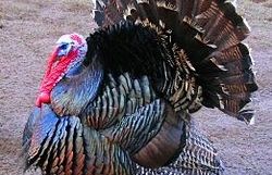 Aquest gall devia ser originari de les Índies