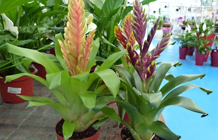 La planta Ploma dIndi és una planta fàcil de cuidar. FOTO: Cedida