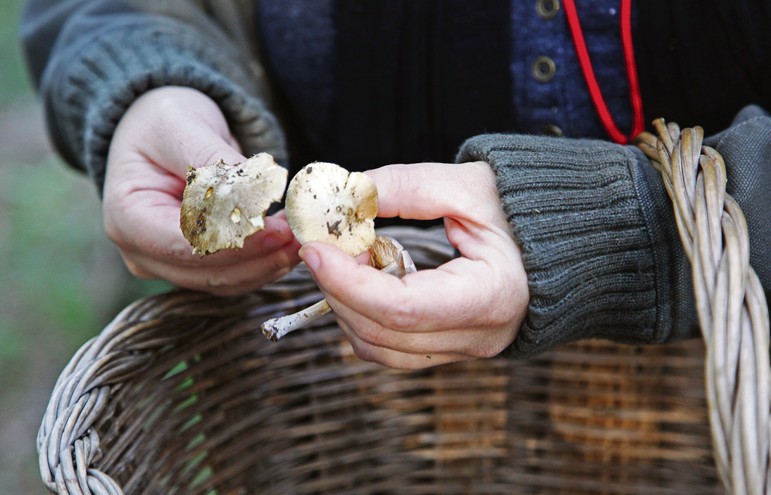 Caçant bolets. FOTO: Lali Puig
