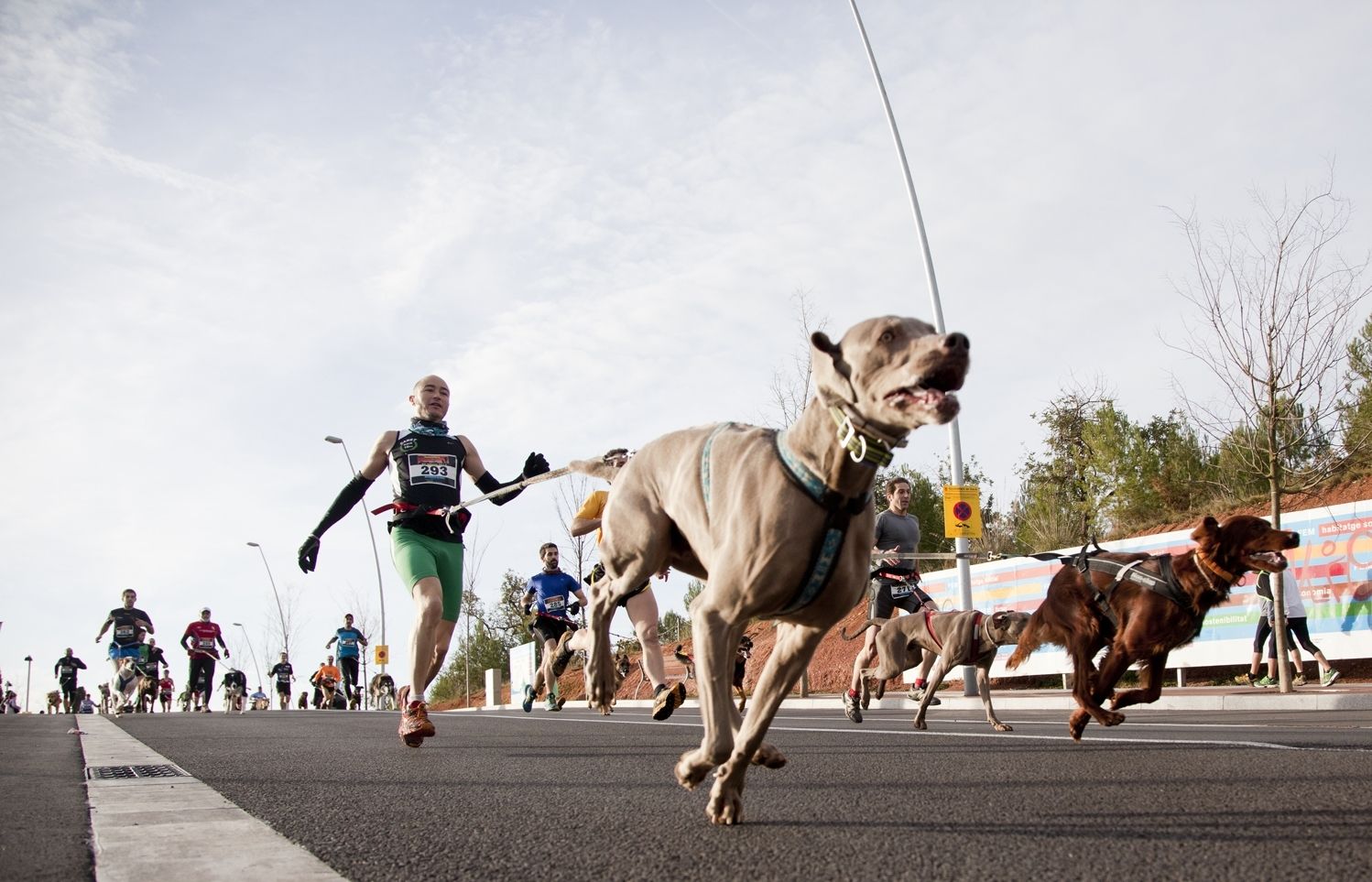 Imate d'una prova de canicross. FOTO: Lali Puig