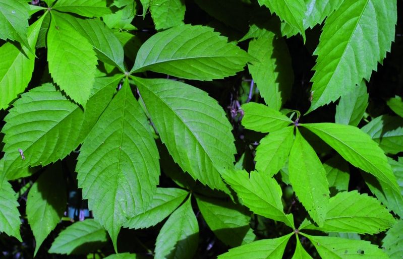 La vinya verge o enfiladissa de Virgínia té un creixement força exuberant. FOTO: Cedida