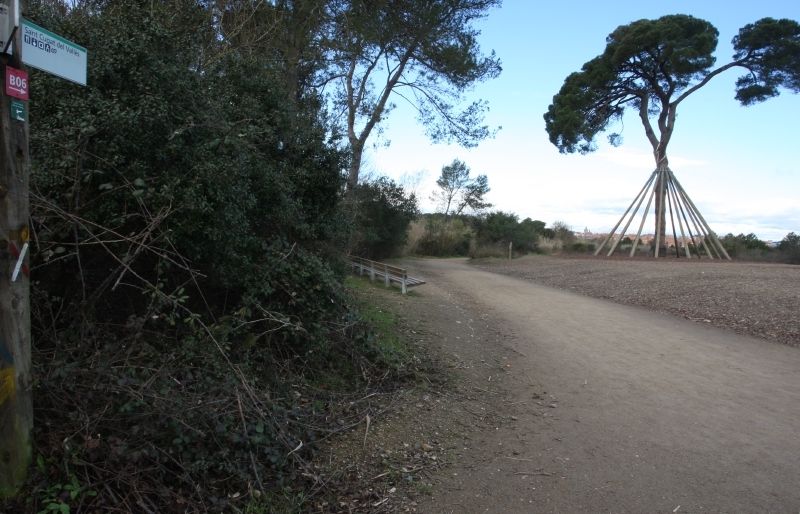 El Pi d'en Xandri es veia afectat pel pla de la constructora. FOTO: Arxiu