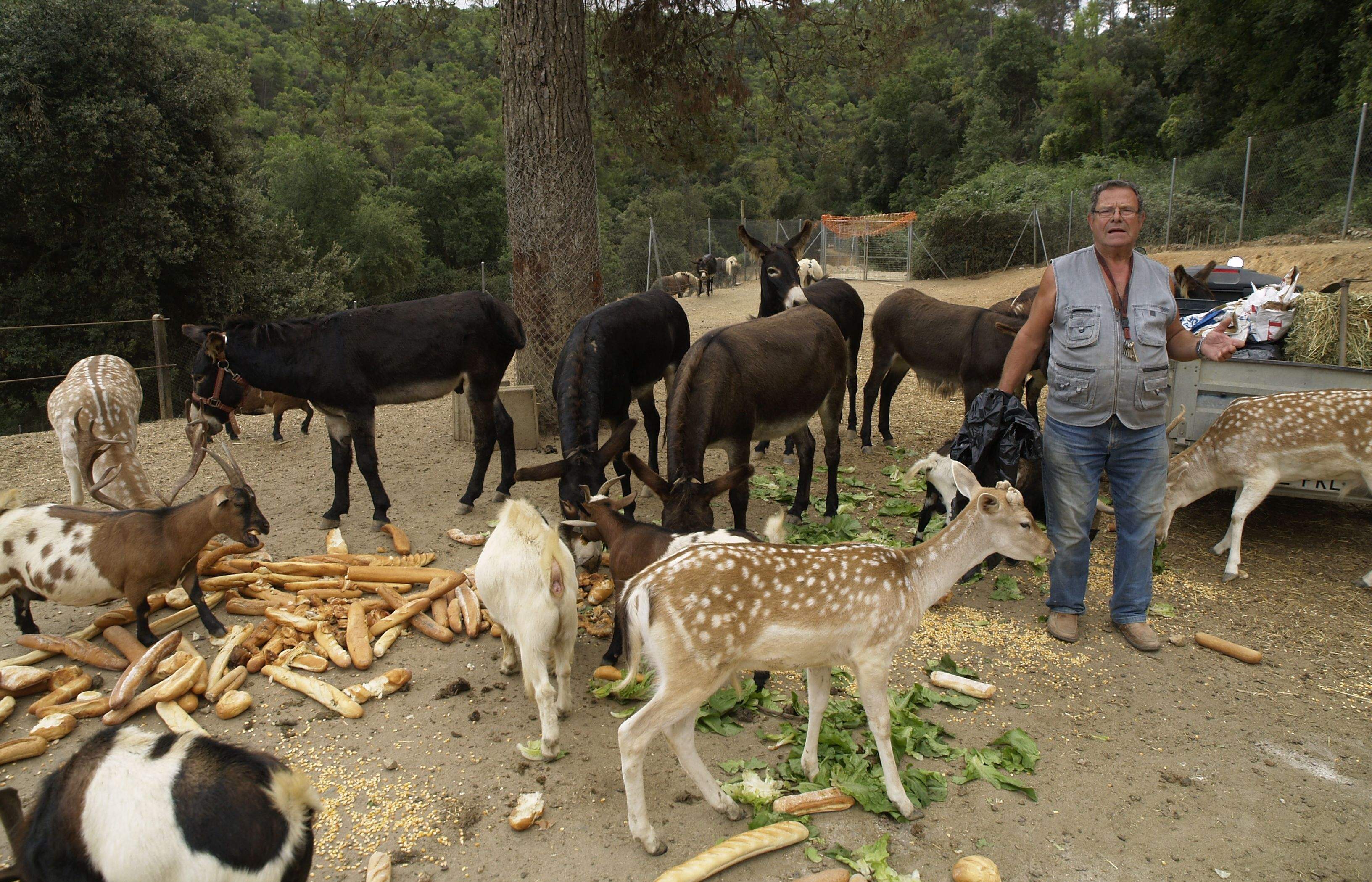 Josep Castillo alimentant alguns dels animals que té al nucli zoològic. FOTO: Artur Ribera