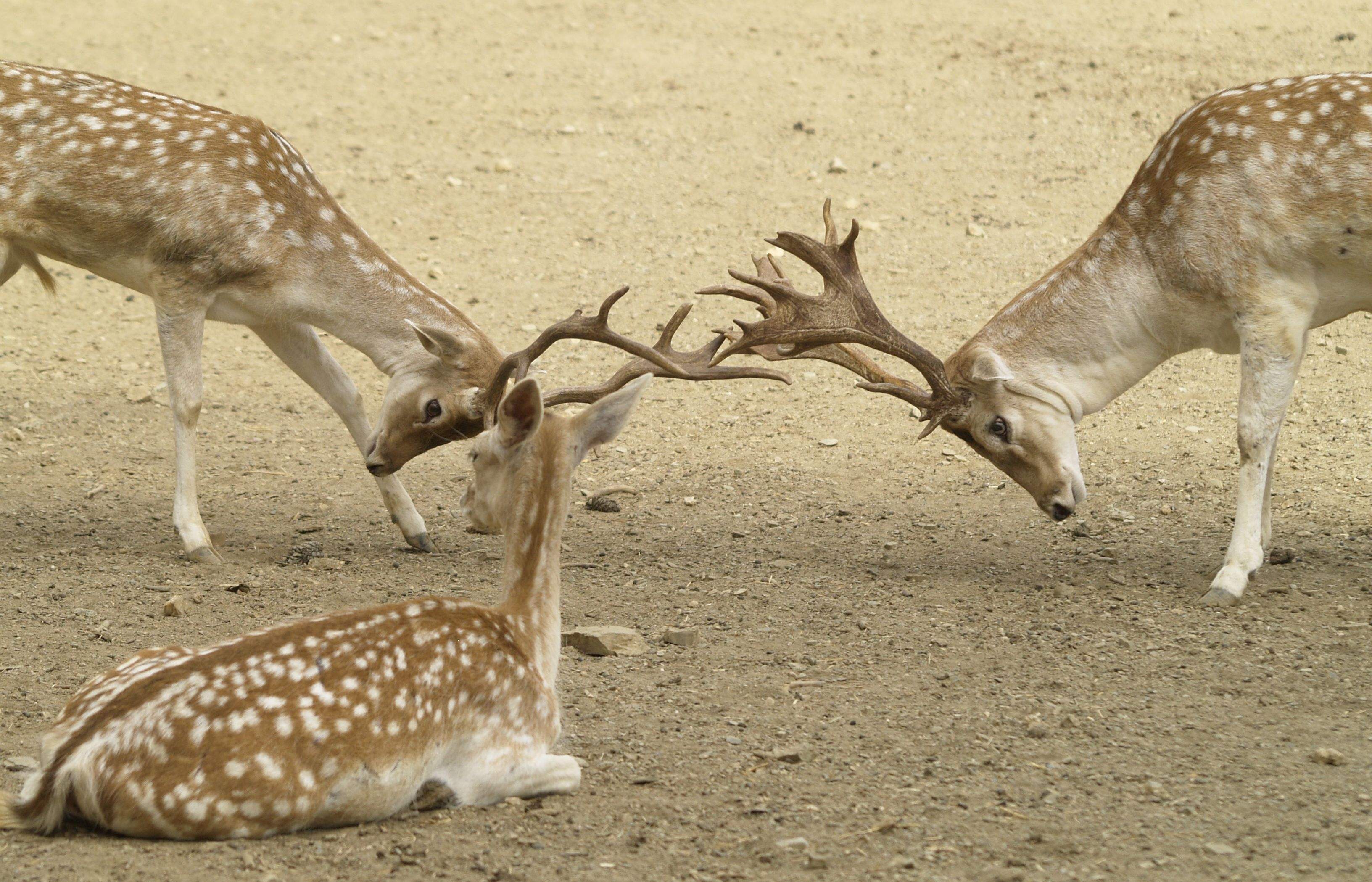 Els visitants poden veure animals de tot tipus. FOTO: Artur Ribera