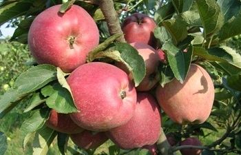 La pomera aguanta els freds de lhivern i les seves gemes florals aguanten les gelades poc fortes. FOTO: Cedida