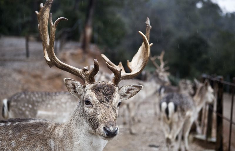 Que hem pasara&#768;? (Núcli zoològic Cal Castillo)