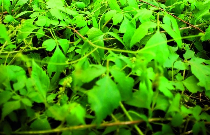 Hi ha moltes varietats denfiladisses que es poden conrear en el balcó o en la terrassa. FOTO: Cedida