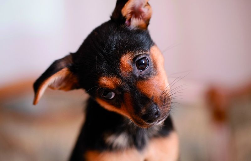 Aspectes que cal tenir en compte quan arriba un cadell a casa. FOTO: Cedida