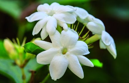 El Jasminun nudiflorum té una floració exuberant a l'hivern. FOTO: Cedida