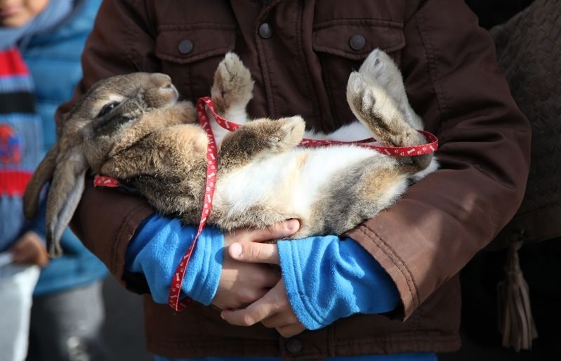 Els conills són uns animals molt dòcils. FOTO: Lali Puig