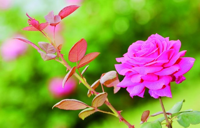 Poda a l'hivern per aconseguir plantes més vigoroses. FOTO: Cedida