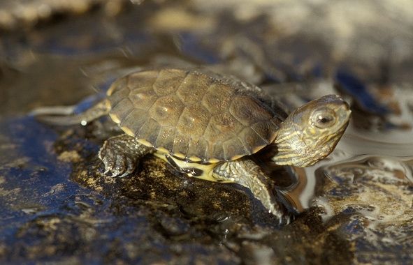 Els aliments naturals que més agraden a les tortugues. FOTO: Cedida