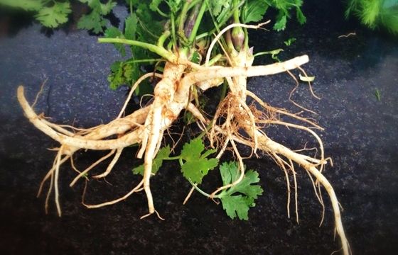 Malgrat que arrel és la traducció de raíz, no podem usar arrel daixò