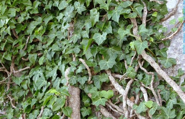L'heura és una planta enfiladissa que pot cobrir parets i sostres. FOTO: Cedida
