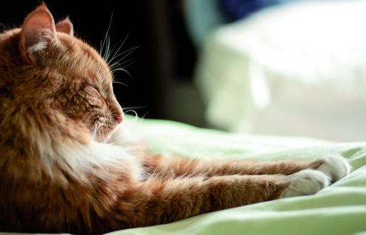 Com conviure diferents mascotes sota el mateix sostre. FOTO: Cedida