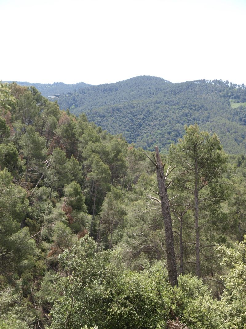 Sant Cugat està considerat un municipi amb un alt risc d’incendi forestal. FOTO: Artur Ribera