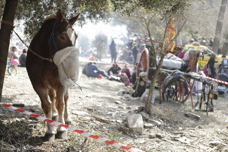 Un dels dies festius serà el 3 de març, Sant Medir FOTO: Artur Ribera