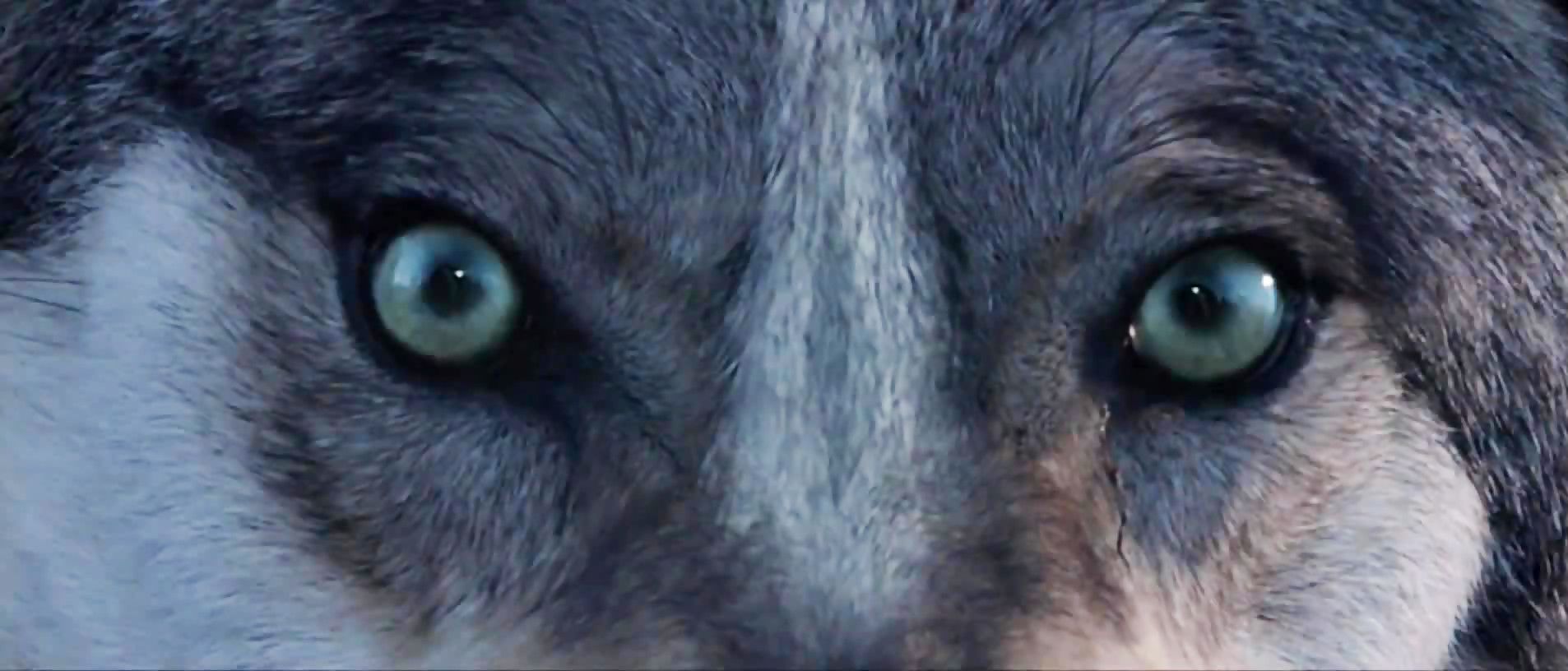 'El último lobo, del director Jean-Jacques Annaud