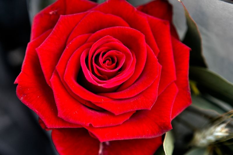 Aquest any hi haurà un total de 70 parades de roses i llibres a la plaça d’Octavià. FOTO: Artur Ribera