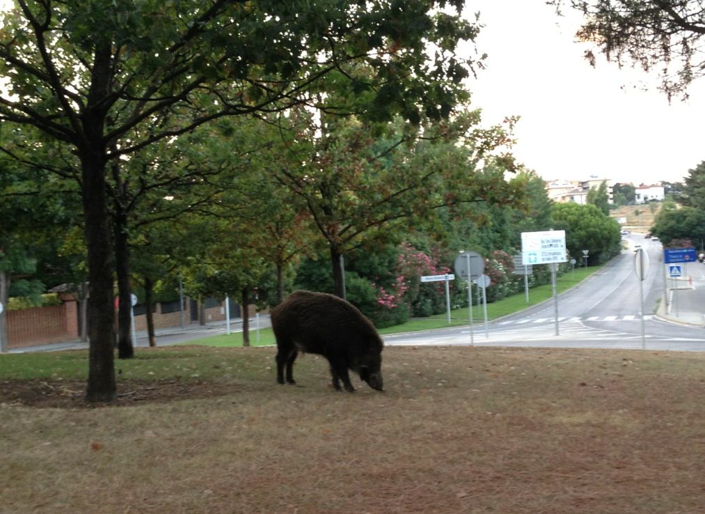 És habitual veure senglars a la zona de l'Arxiu. FOTO: Artur Ribera