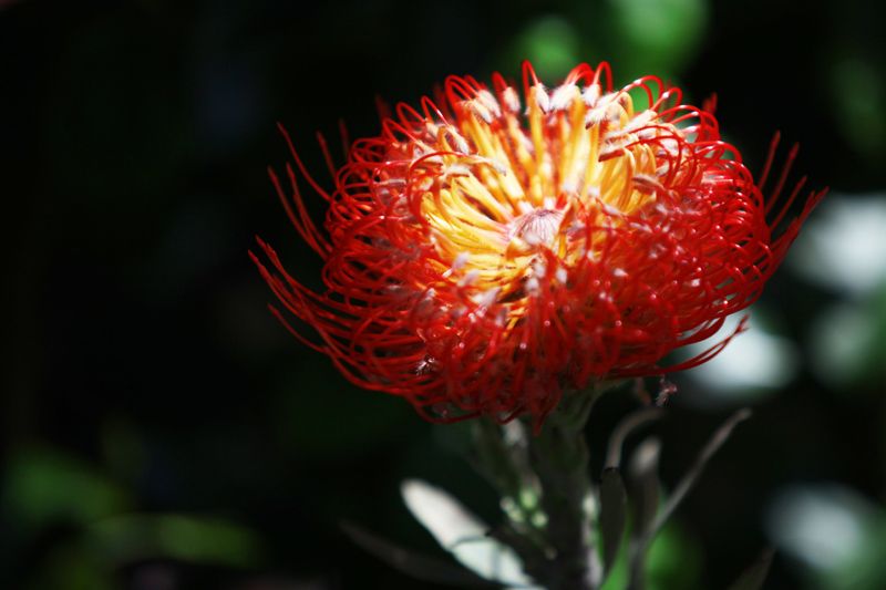 Moltes flors pel Dia de la Mare a Sant Cugat. FOTOS: Lali Puig