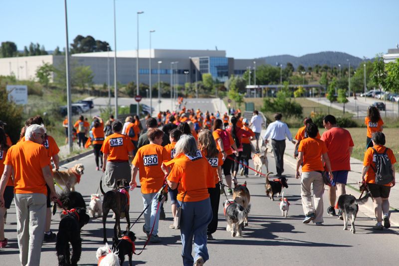Aproximadament 150 tàndems han participat a la Cani-Cursa. FOTO: Lali Puig
