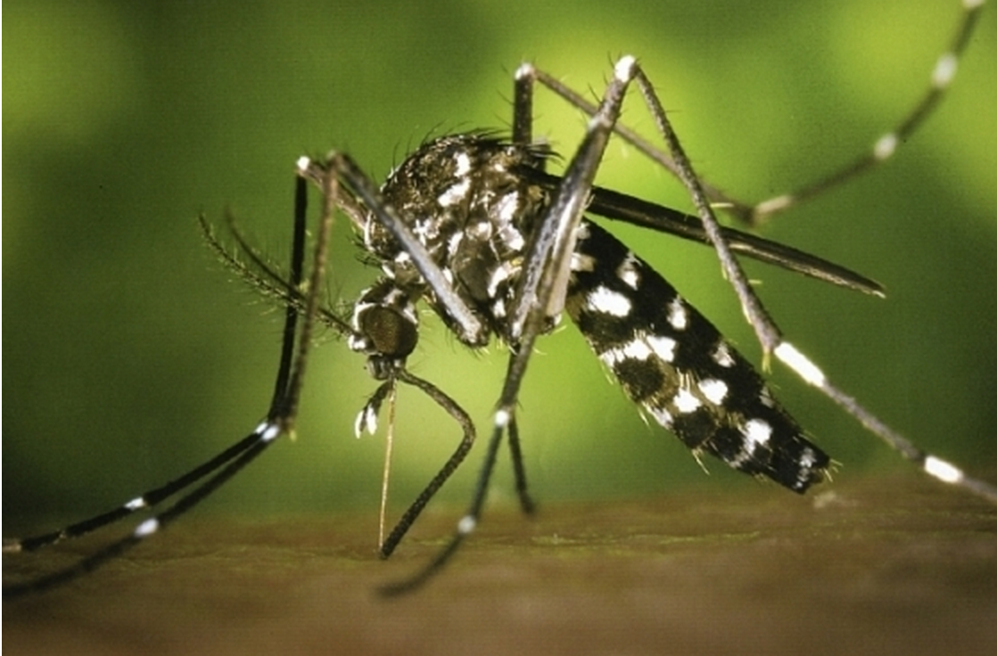 Sant Cugat va ser la primera ciutat de tot l'Estat que va registrar la primera aparició del mosquit tigre. FOTO: Arxiu