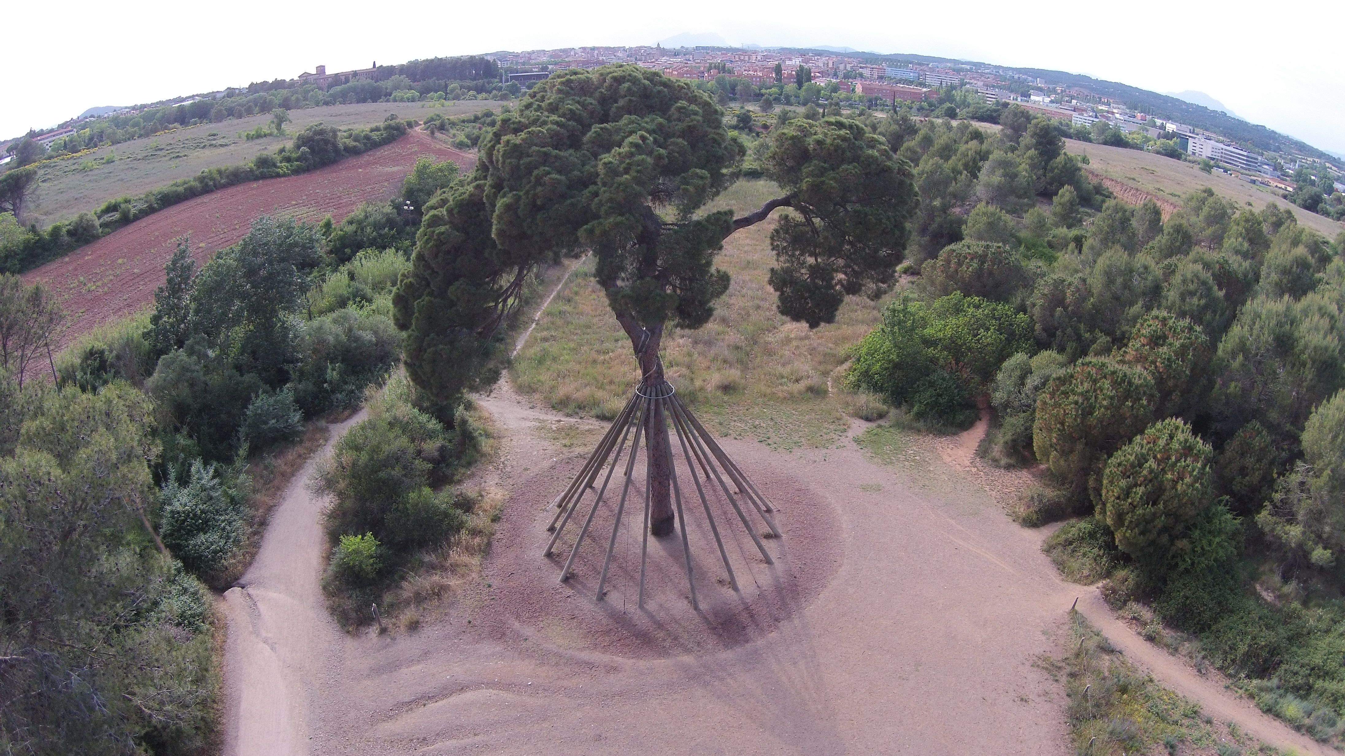 El Pi d'en Xandri és famós per l'acte bandàlic que va patir el 1997. FOTO: Quico Domingo
