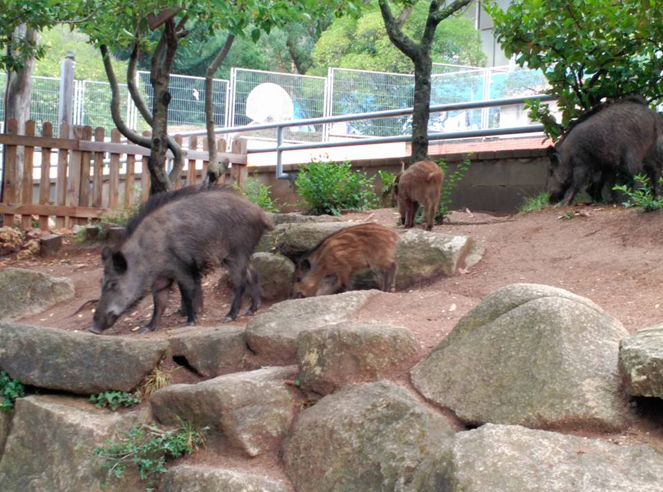 Els senglars van entrar quan la porta del patí era oberta. FOTO: Cedida 