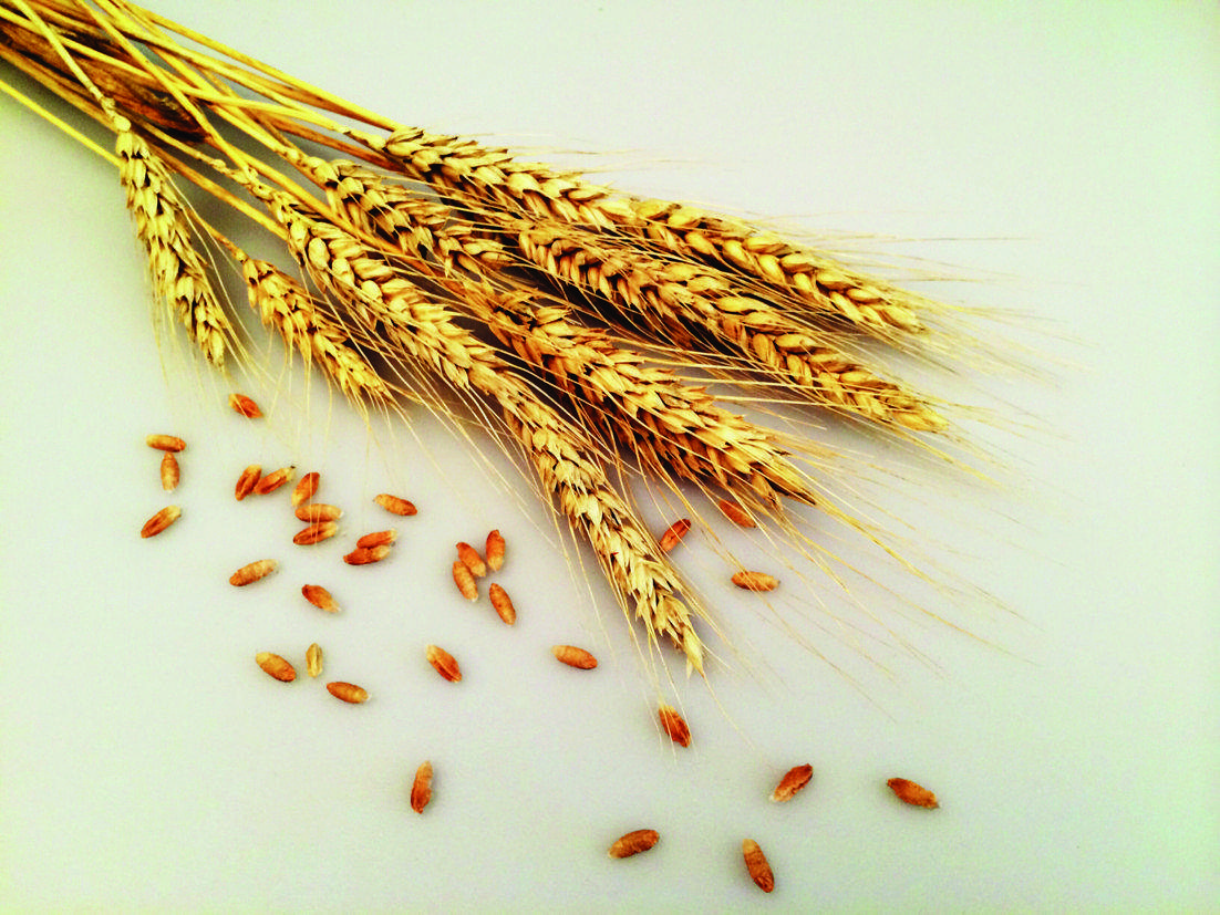 El blat kamut és més fàcil de digerir. FOTO: Arxiu