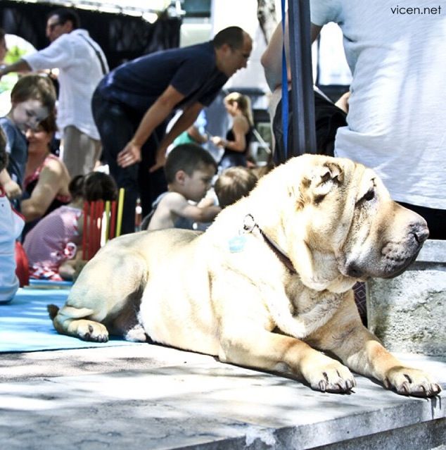 Fotografia realitzada per @vicennet , el perfil de pare