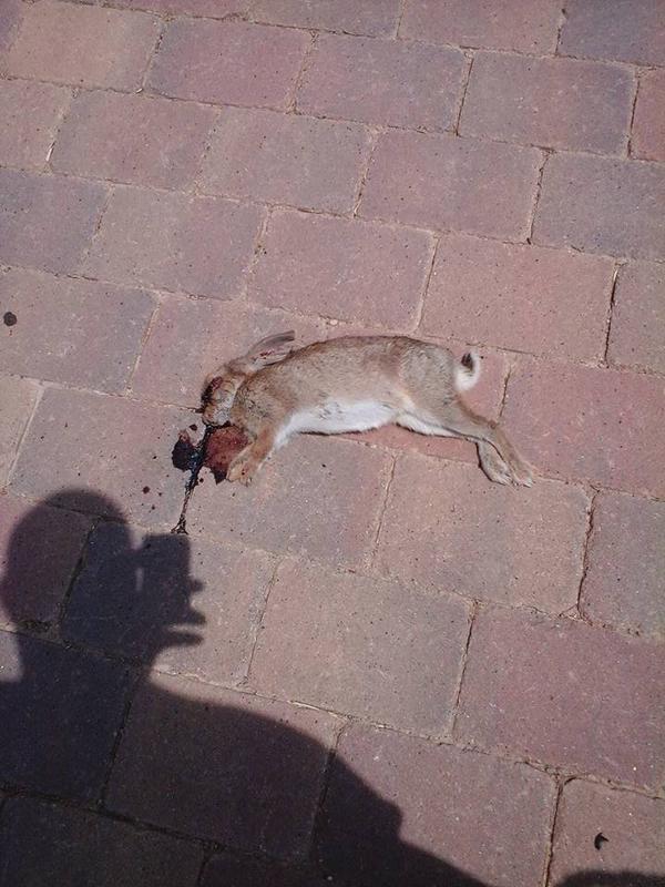 Imatge d'un dels conills apareguts morts a Volpelleres. FOTO: Cedida