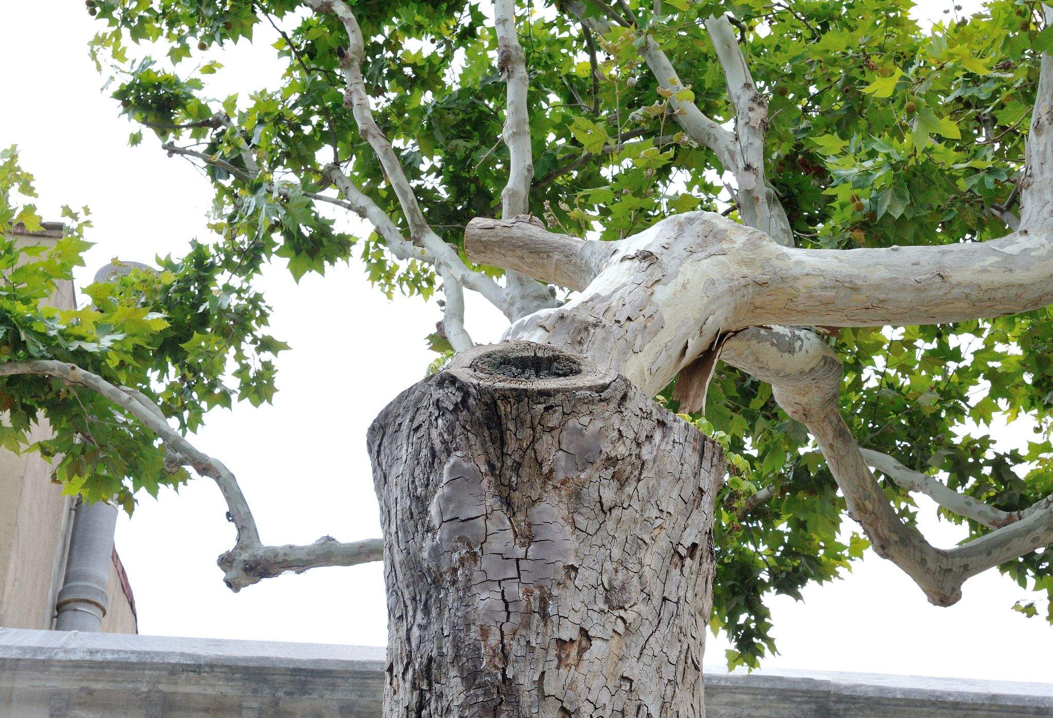 Arbres a Sant Cugat. FOTO: Localpres