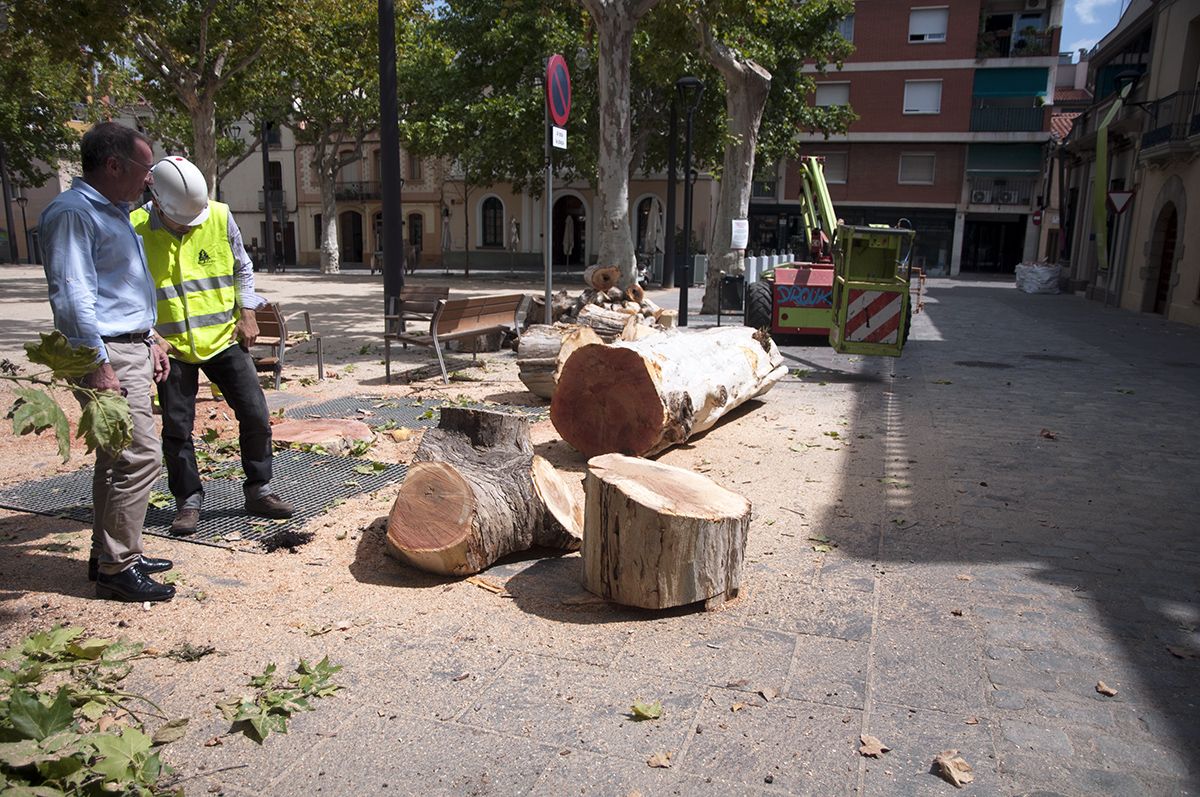 Els quatre arbres talats es substituiran per uns altres quatre a la tardor. FOTO: Pere Fernández 